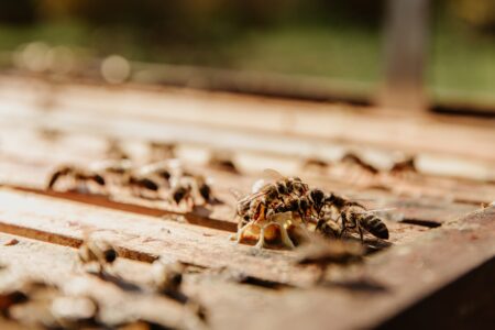 Should You Get a Pest Inspection Before Closing?